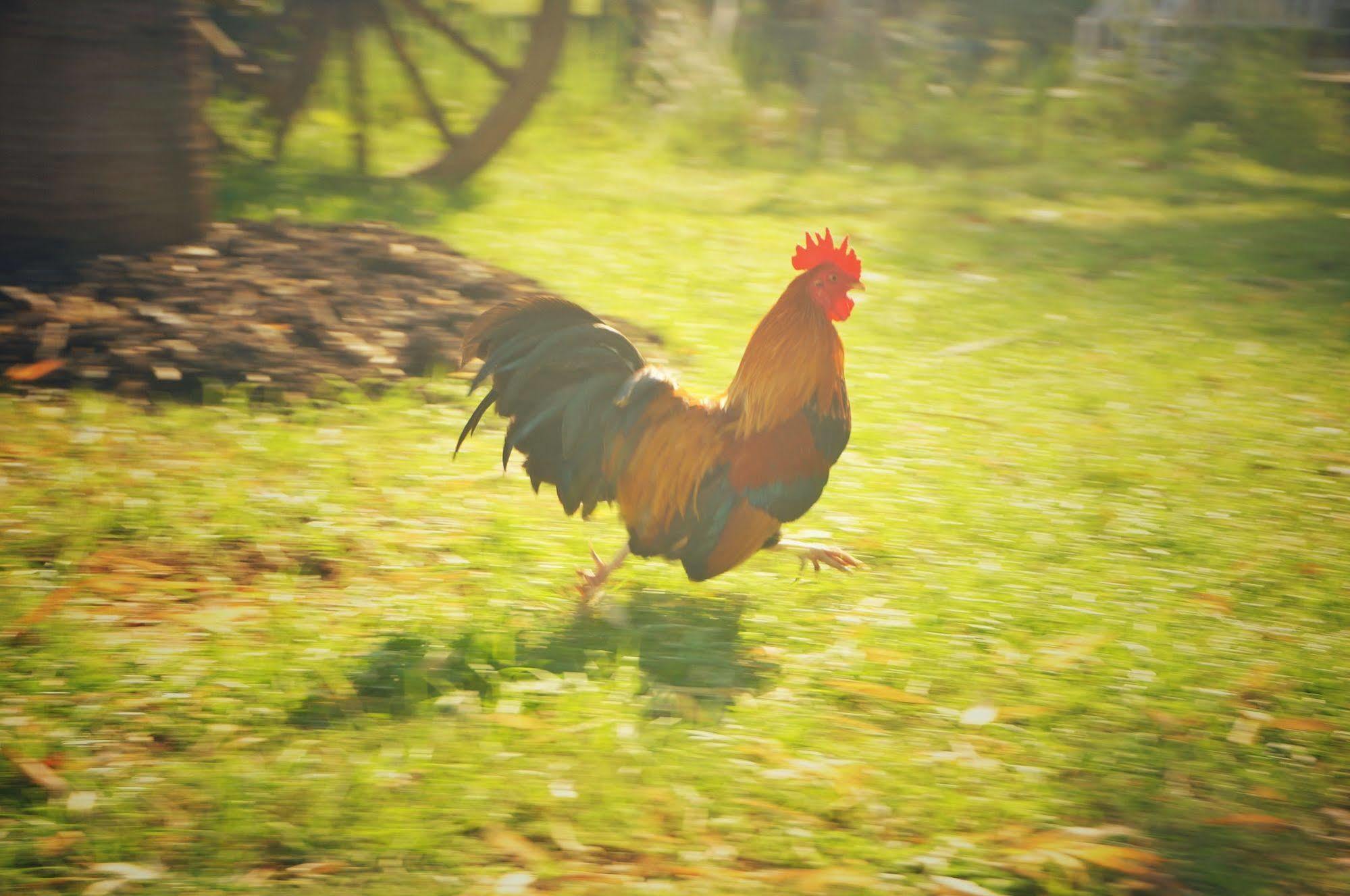 Wanlapa Farmstay Ban Khok Krathiam المظهر الخارجي الصورة