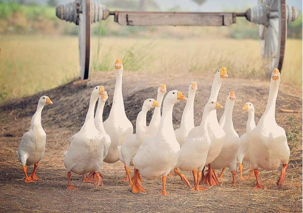 Wanlapa Farmstay Ban Khok Krathiam المظهر الخارجي الصورة